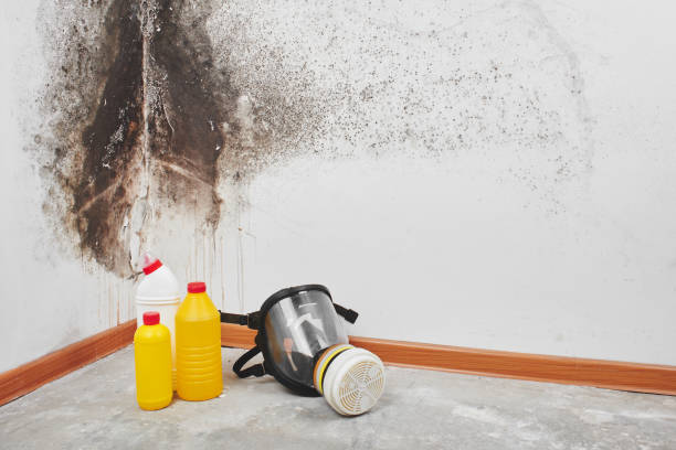 Best Water Damage Restoration  in Nutter Fort, WV
