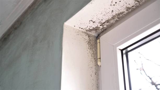 Best Mold Removal Company Near Me  in Nutter Fort, WV