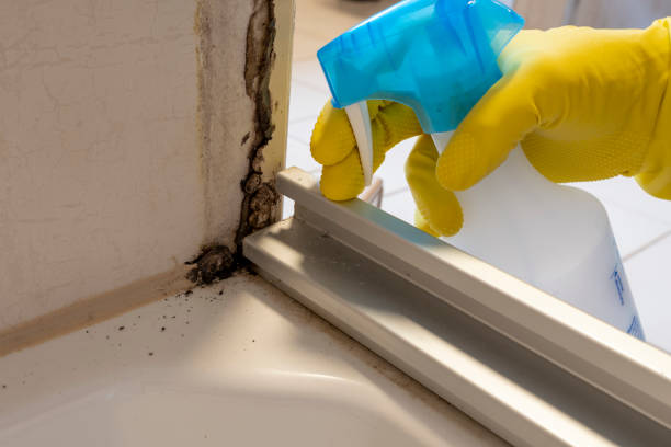 Best Certified Mold Removal  in Nutter Fort, WV