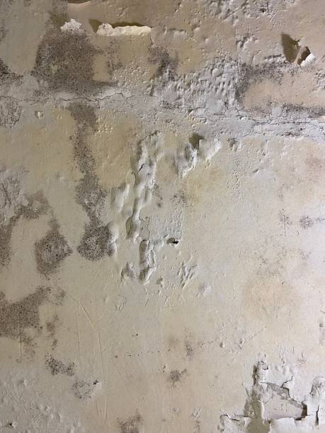 Best Office Mold Removal Services  in Nutter Fort, WV