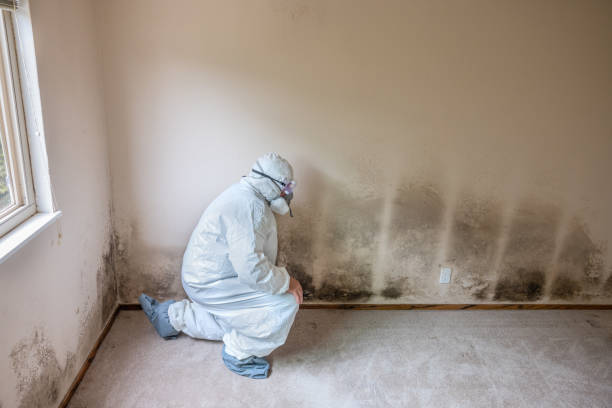 Best Fast Mold Removal  in Nutter Fort, WV