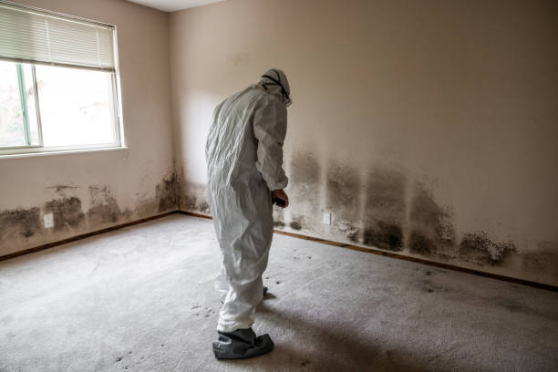 Mold Removal Process in Nutter Fort, WV