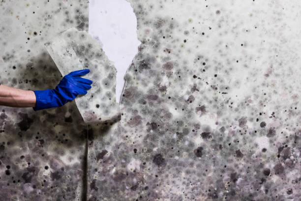 Best Affordable Mold Removal  in Nutter Fort, WV